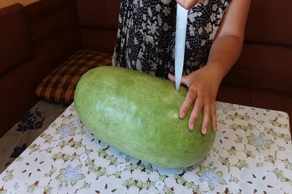 zasadit meloun