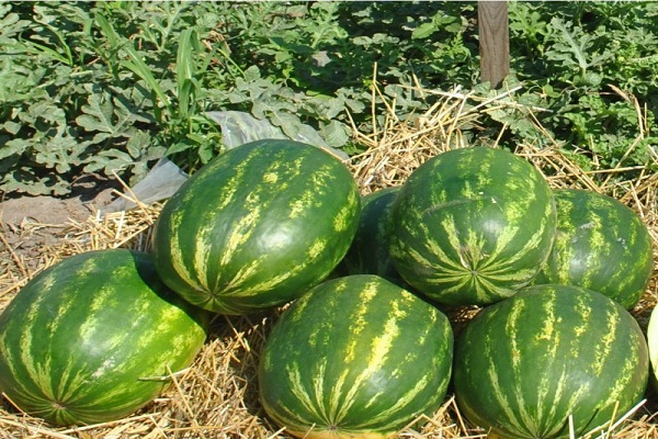 hybrid varieties