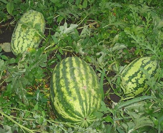 Wassermelone Peking Freude