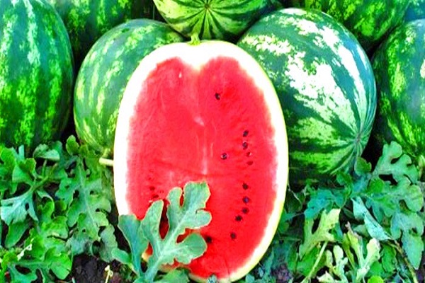 wachsende Wassermelone