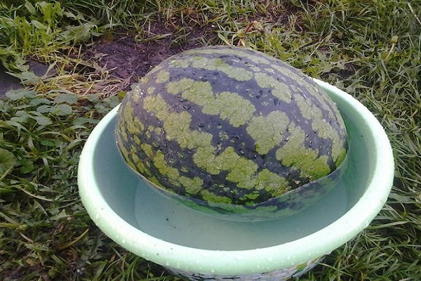 fruita en una galleda 