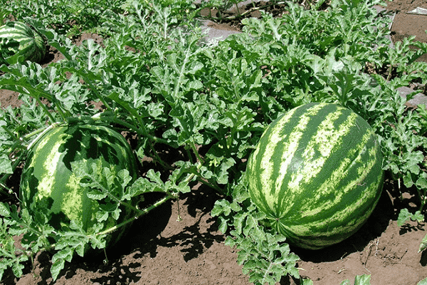 odrůdová rostlina 