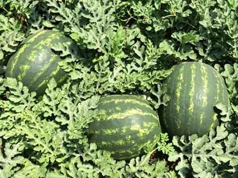 watermelon crystal