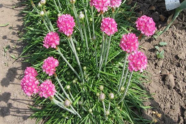 Pflanze für den Garten 