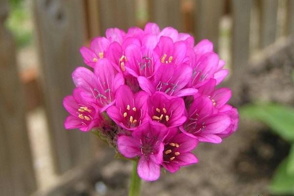 flowering in the country 