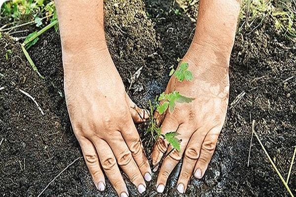 plant in the ground 