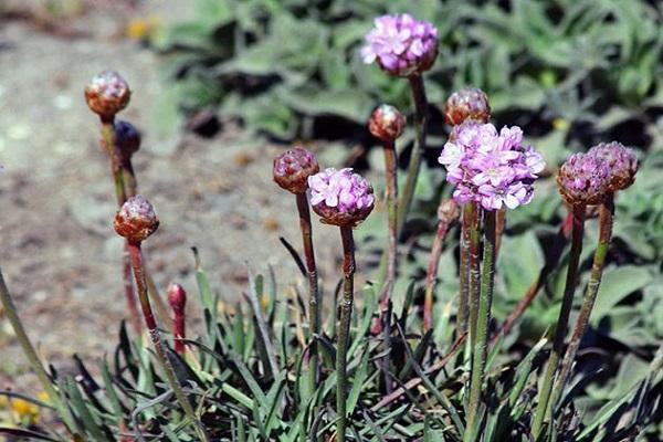 bloem ziekte 