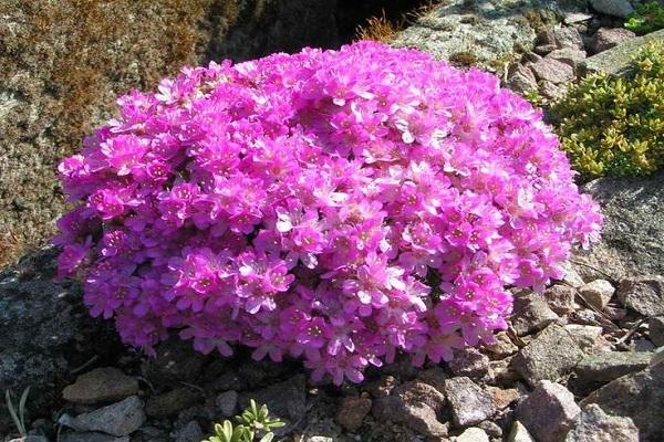 Wacholderblatt Armeria