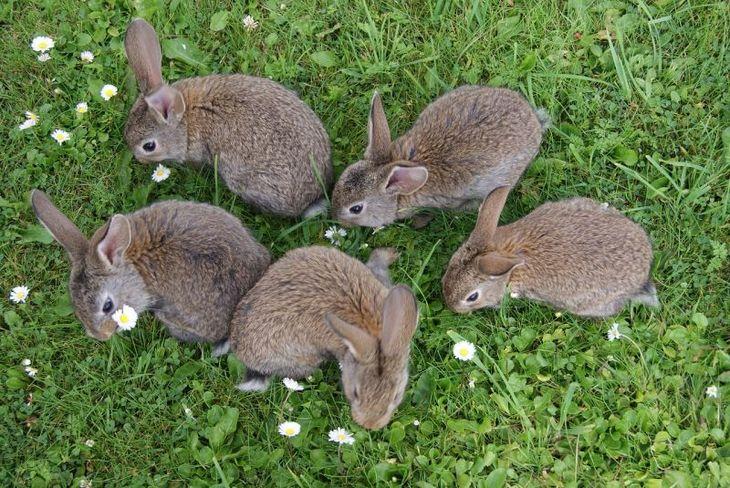 a lot of rabbits