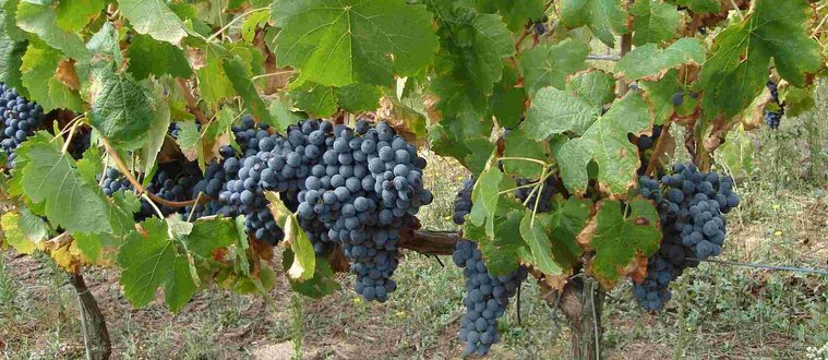 Rebsorte Tempranillo