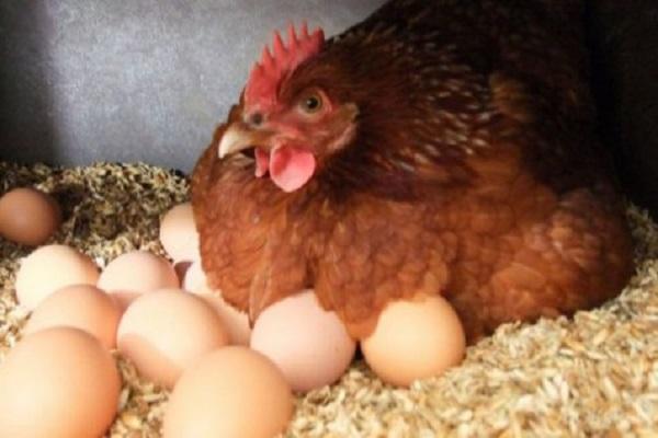 gallina ponedora con huevos 