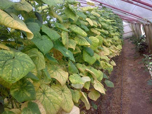 Ascochyta blight of cucumber 