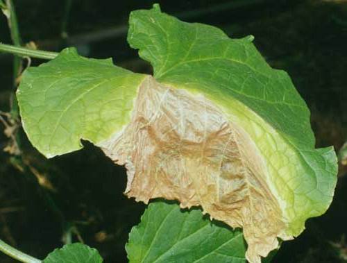 ascochyta blight of cucumbers in open ground