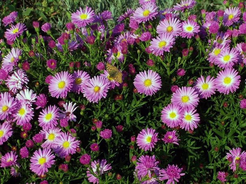 aster bush