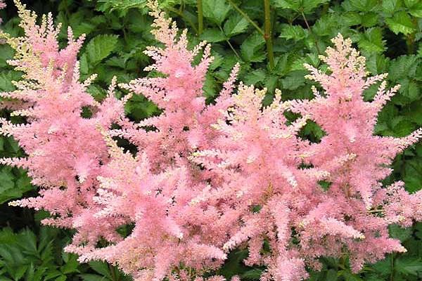 Astilbe Amerika