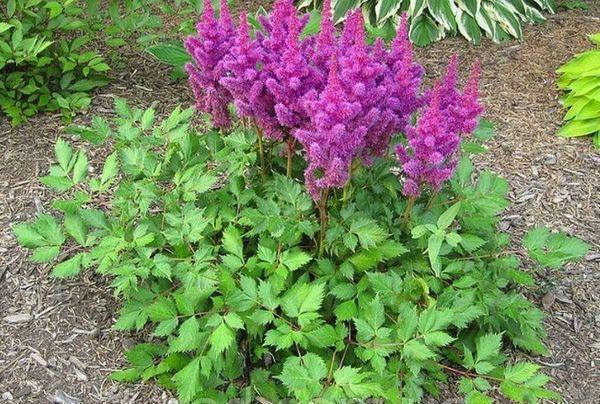 Sadnice astilbe