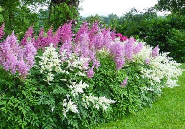 Astilbe v zahradě