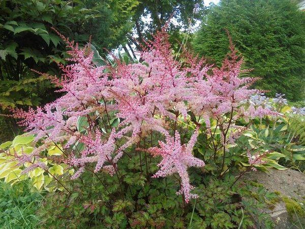 astilbe pensas