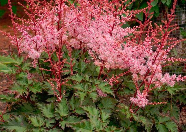 rosa Astilbe