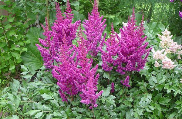 astilbe květiny