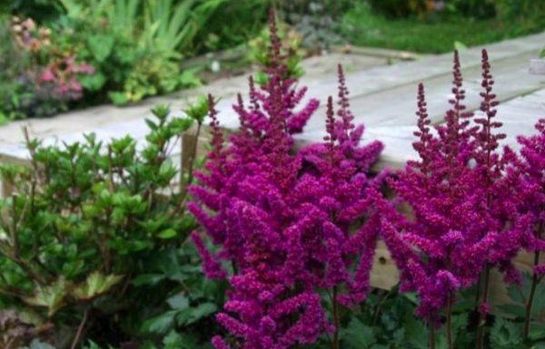 blommande astilbe