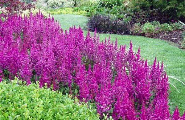 röd astilbe