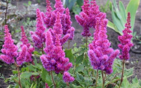 astilbe blommor