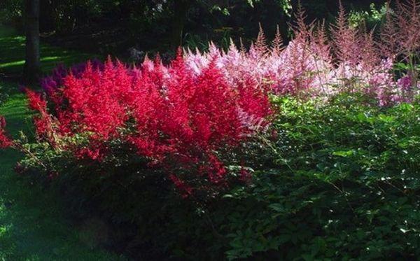 kinesisk astilbe 