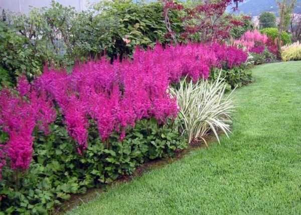 astilbe på webbplatsen