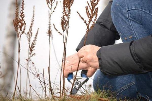 mga panuntunan sa pruning