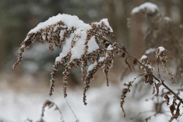 erster Schnee 