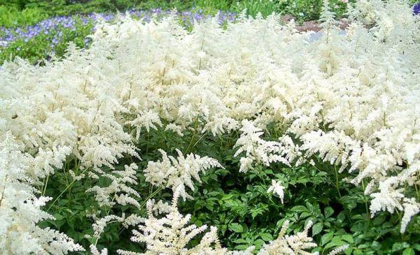 floração de astilbe