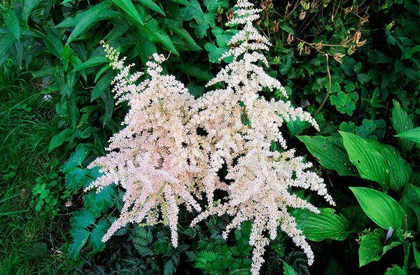 keř astilbe