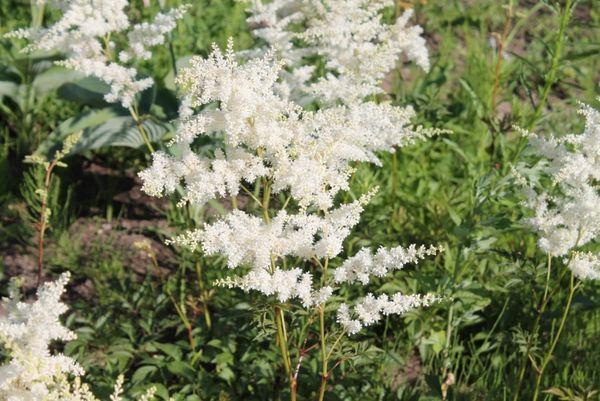 Astilbe v zemi