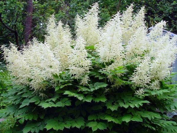 Astilbe v zahradě