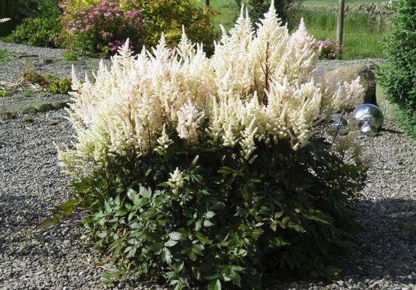 Plantando astilbe 