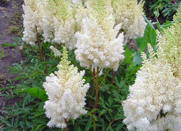 astilbe blomst