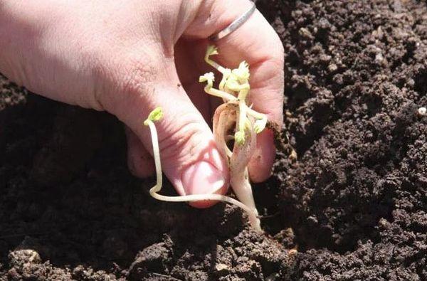 Plantando astilbe 