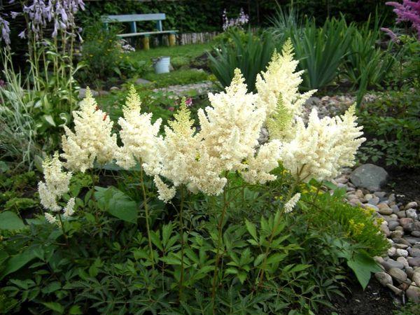 Astilbe no país