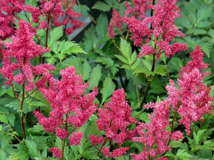 Astilbe-Blüten