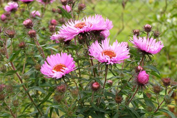 Aster New England