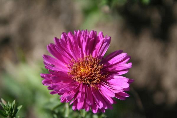 flor solitària 