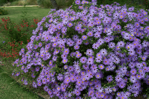 violetti pensas 