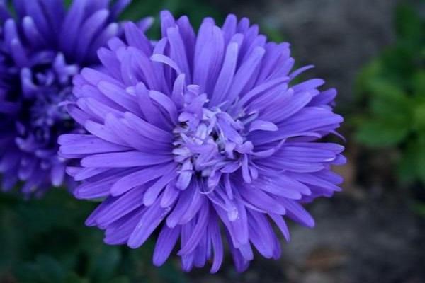 bloemen kweken 