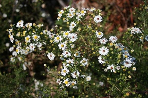 resistència a l'hivern de les plantes 