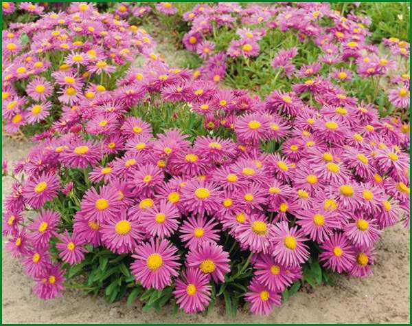 planting an aster