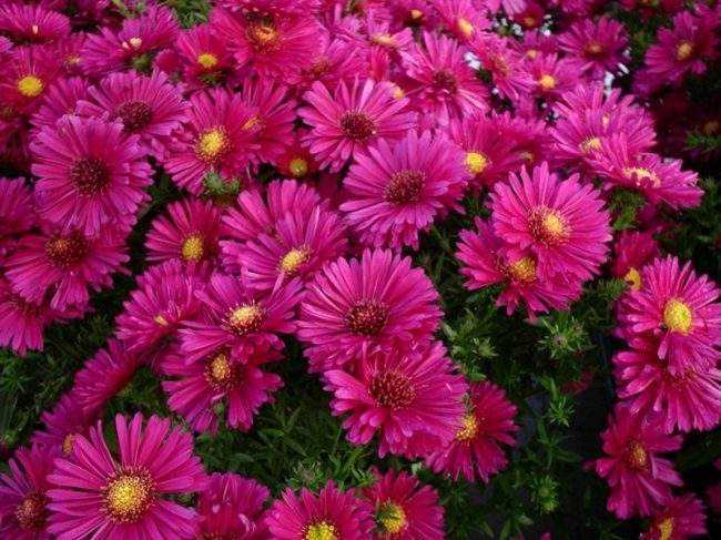 asters prije zime