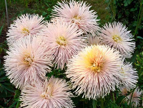 jaarlijkse aster