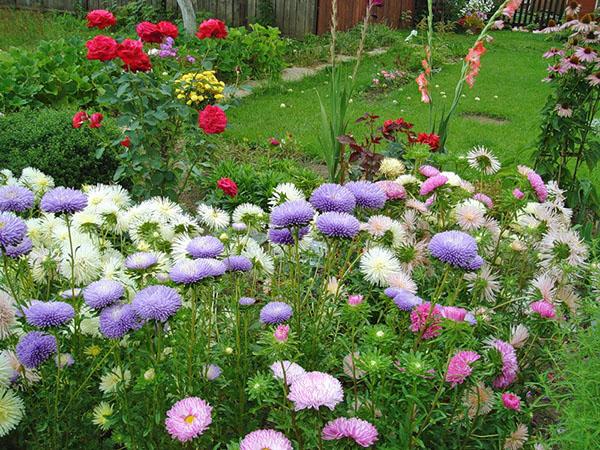 annual aster