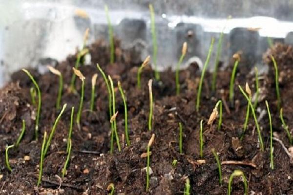 boxes with seedlings